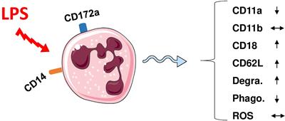 Recent Advances in Camel Immunology